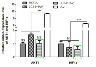 인플루엔자 A형 바이러스의 replication/transcription 관련 인자 발현 확인