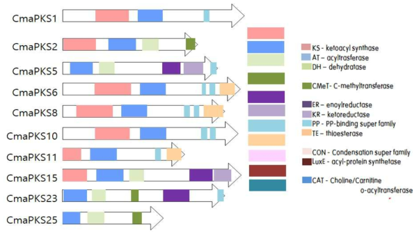 Cladonia macilenta의 유전체 분석을 통해 추정되는 PKS 유전자 10개와 도메인 구조