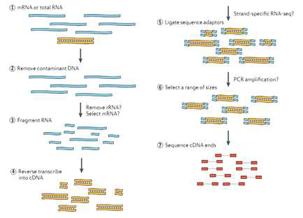 RNA sequencing 실험 방법 및 순서도