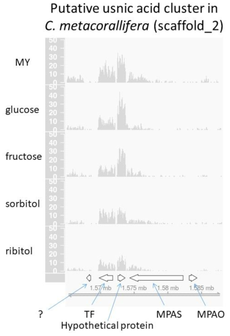 Cladonia metacorallifera 에서 usnic acid의 생합성 PKS(polyketide synthase) 유전자 발굴을 위한 RNA sequencing 결과 및 putative PKS 유전자 cluster: methylphloracetophenone synthase (MPAS)와 methylphloracetophenone oxidase (MPAO)