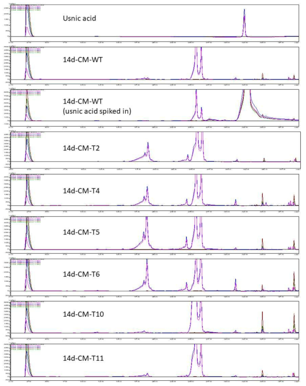 Usnic acid 생합성 유전자 MPAS와 MPAO가 도입된 형질전환체들(T2, T4, T5, T6, T10, T11)과 야생형(WT)을 CM배지에서 14일간 배양한 후, 배양액의 ethylacetate 추출물을 HPLC 분석한 결과