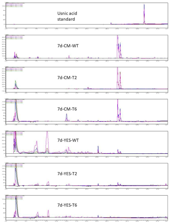 Usnic acid 생합성 유전자 MPAS와 MPAO가 도입된 형질전환체들(T2, T6)과 야생형(WT)을 CM배지와 YES배지에서 7일간 배양한 후, 배양액의 ethylacetate 추출물을 HPLC 실험한 결과