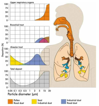 입자 크기별 인체 내부 적층 분포도