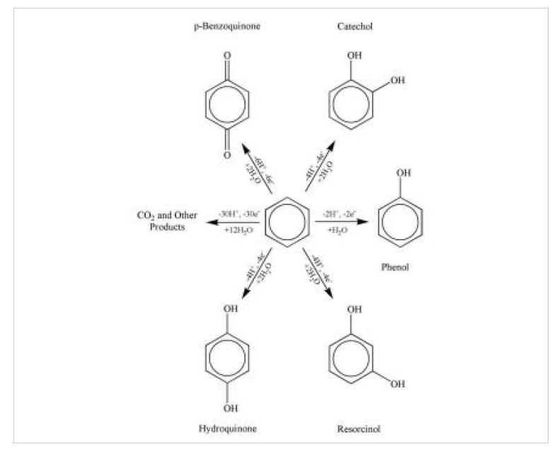 전극 상에서의 벤젠 산화 반응 메카니즘