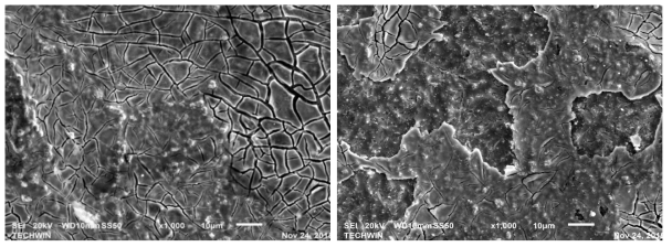 가속수명 테스트 후 개발전극 촉매 코팅면 SEM image