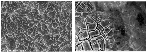 가속수명 테스트 전·후 Mesh type 전극 촉매 코팅면 SEM image