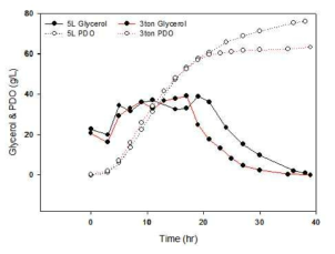 384kg glycerol 피딩시 1,3-PDO 발효 결과(3ton 발효기)