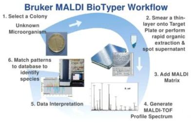 신규 분리 유산균 분리에 사용된 MALDI Biotyper