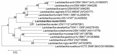 L. reuteri CH53 균주의 분류학적 계통도