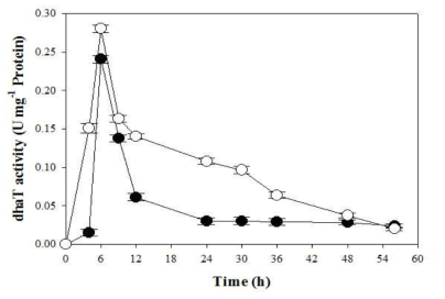 L. reuteri CH53균주의 유가식 배양중 dhaT 효소 활성 Yeast extract (●), 옥수수침지액 (○)