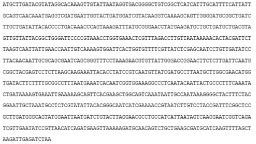 L-lactate dehydrogenase 유전자의 염기서열