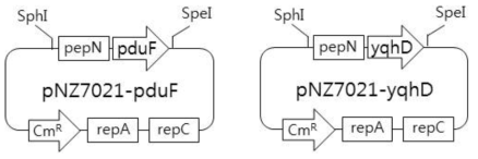 pduF 와 yqhD 유전자 발현 재조합 플라스미드의 제작