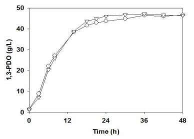L. reuteri cu16 균주와 cu16 pduF #2 균주의 1,3-PDO 생산 L. reuteri cu16 (▽), L. reuteri cu16 pduF #2 (○)