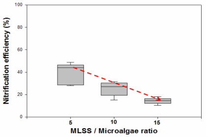 MLSS / Microalgae 비율에 따른 질산화 효율 변화