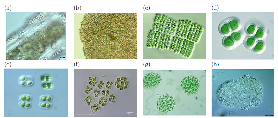 (a) Xenococcus sp., (b) Placoma sp., (c) Merismopedia sp., (d) Chroococcus sp., (e) Gloeocapsa sp. (f) Microcystis sp., (g) Aphanothece sp., (h) Aphanocapsa sp