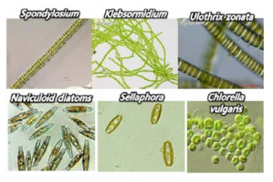 본 연구에서 자연발생된 미세조류의 현미경 사진