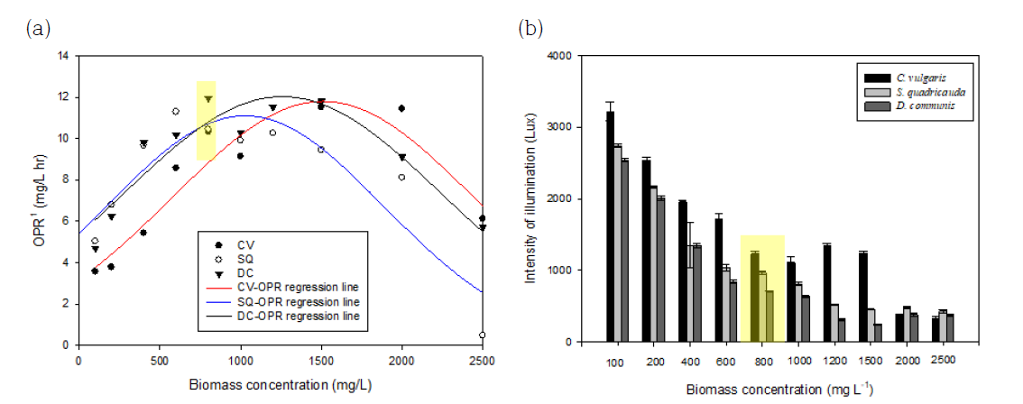 미세조류 biomass 농도와 시간에 따른 (a) 산소발생속도, (b) 반응조 뒤편 조도