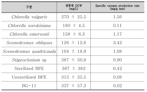 접종한 광독립영양생물 농도 및 specific oxygen production rate