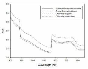 파장별 흡광도 (Scenedesmus quadricauda, Scenedesmus obliquus, Chlorella vulgaris, Chlorella sorokiniana; DCW: 300 mg/L: wavelength interval: 5 nm)