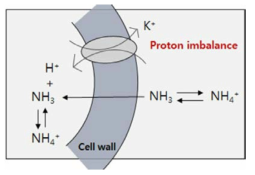 확산 및 proton 불균형에 의한 세포내 자유암모니아의 이동 모식도 (Kim et al., 2016)