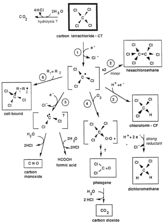 테트라클로로메탄의 생물학적/비생물학적 분해 반응 (Craig S. Criddle, 1991)