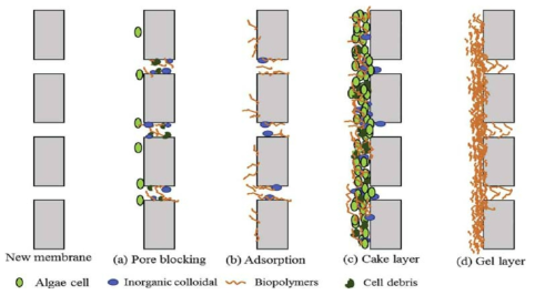 Mechanisms of membrane fouling in algal-related membrane processes. Y. Liao et al. Bioresource Technology 264 (2018) 343–358