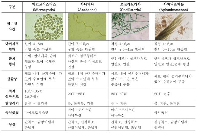 유해 남조류 종류 및 특성