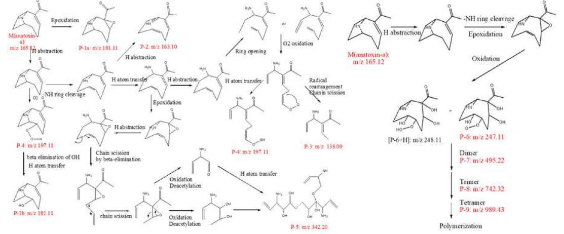 UV-LED/H2O2에 의한 Anatoxin-a의 가능 분해경로 (좌: Oxidation of alkene and chain-scission, 우: Radical polymerization)