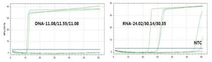 사의 RNA Amplification Kit(LMP246)의 증폭반응 결과