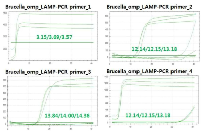 브루셀라 등온증폭 프라이머의 RT LAMP-PCR 특이도 평가