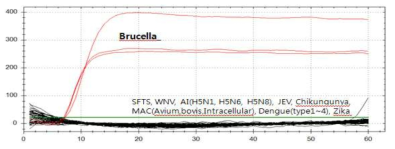 선정된 브루셀라 등온 증폭 프라이머의 교차반응 평가
