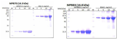 결핵 진단용 MPB70, MPB83 항원 생산