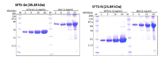 SFTS 진단용 Gn의 표면 당 단백질과 N 단백질 생산