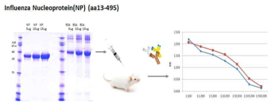 인플루엔자 NP 단백질 특이적 항체 생성능 분석. 정제된 NP 단백질을 마우스(총 2회 근육접종)에 면역하고 생성된 항원특이적인 항체 생성능은 ELISA 분석법으로 검증하였음