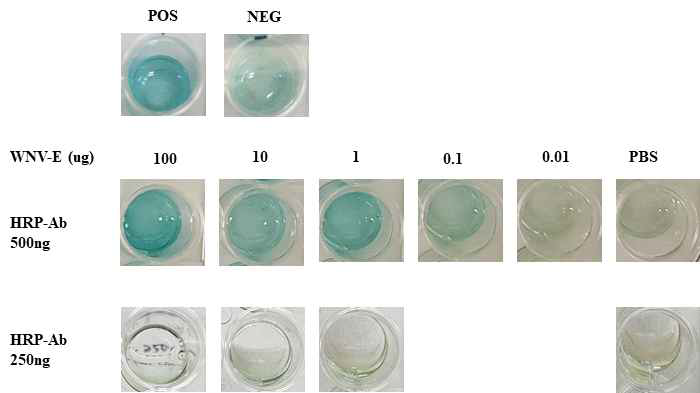 웨스트나일 바이러스 E 단백질 검출 조건 1차 실험 (POS: 양성 재조합 단백질 시료, NEG: 음성대조군)