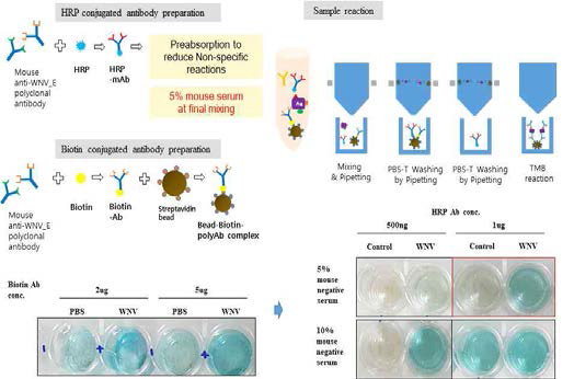 단일 Polyclonal Abs를 이용한 웨스트나일 바이러스 E 단백질 검출 조건 확립