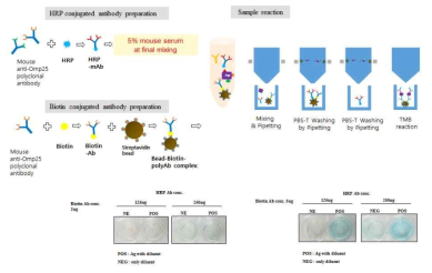 단일 Polyclonal Abs를 이용한 Brucella Omp25 단백질 검출