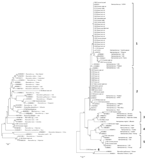 조류 말라리아(좌)와 Haemoproteus spp. (우) 분리 감염원 유전형 분석 결과(Rhim et al. 2018)