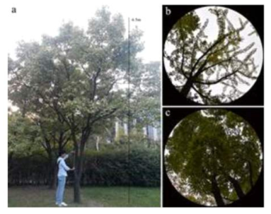 대상지 현장 측정 모습(a : 느티나무의 높이, b, c : 은행나무와 느티나무의 반구 사진