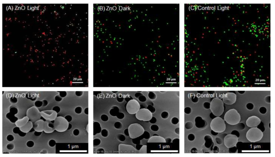 (A-C) 공초점형 기기를 이용한 황색포도상구균(S. aureus) 대상 Live/dead 관찰 이미지 및 (D-F) 주사전자현미경(SEM) 분석을 통한 미생물 형상 확인 (녹색 : live cells, 붉은색 : dead cells)