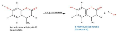β-D-galctosidase (substrate)의 화학반응