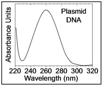 자외선 파장에 따른 DNA 흡광도 (Ref: Squillante et al., 2018)
