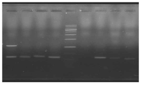 micro-satellite 마커를 이용한 한라산 8번 개체의 DNA PCR 결과. 좌측부터 PM179, PM324, PM668, PM769, PM770, PM772, PM850 마커. PM770 마커에서는 PCR 결과가 확인되지 않음. Ladder는 Enzynomics 사의 100bp ladder를 사용하였다