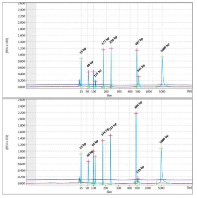 PMA 유무에 따른 살균처리된 균주들의 CE chromatogram. PMA가 적용된 실험군(위)의 형광강도가 PMA가 미 적용된 실험군(아래)에 비해 낮음