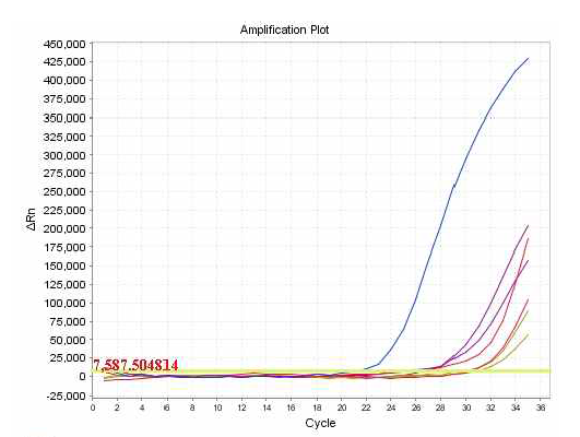 새우젓, 새우액젓, 배추김치의 RT-PCR 증폭 곡선