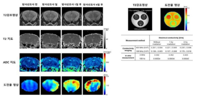방사선 조사 전·후의 뇌 영역 신호 변화 영상 비교 (좌), 물 팬텀 신호 변화 (우)