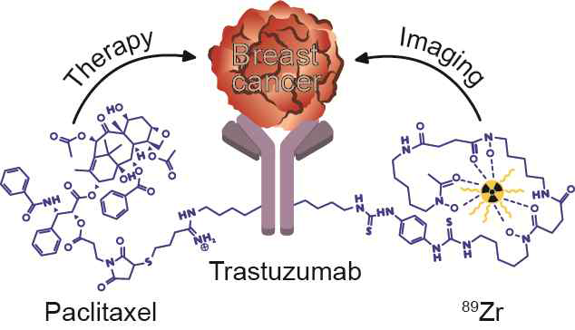 Herceptin, paclitaxel, 89Zr을 이용한 새로운 theranostic agent