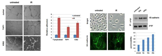 방사선에 의한 혈관내피세포의 투과성 및 접착능 증가