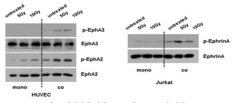 방사선에 의한 EphA2와 EphrinA의 변화