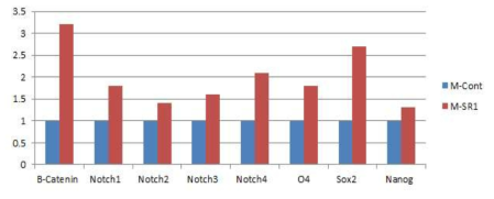 마우스 혈액에서 MN세포분리 후 SR1처리 시 β-catenin 발현증가